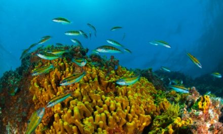Contemple la belleza del fondo del mar canario
