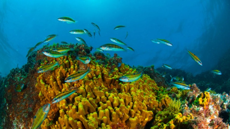 Contemple la belleza del fondo del mar canario