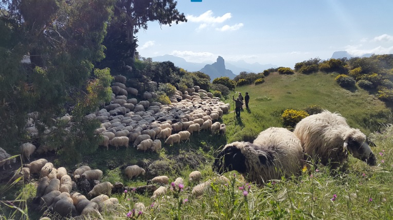 La experiencia del pastoreo en la prevención de incendios forestales en Gran Canaria