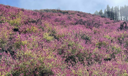 La fotografía: Gran Canaria se viste de púrpura