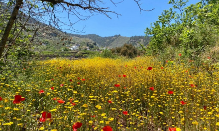Las Fotografías: Canto primaveral en Gran Canaria