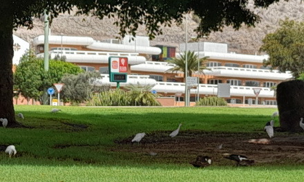 Patos y garzas en San Fernando de Maspalomas, por Juan de la Cruz