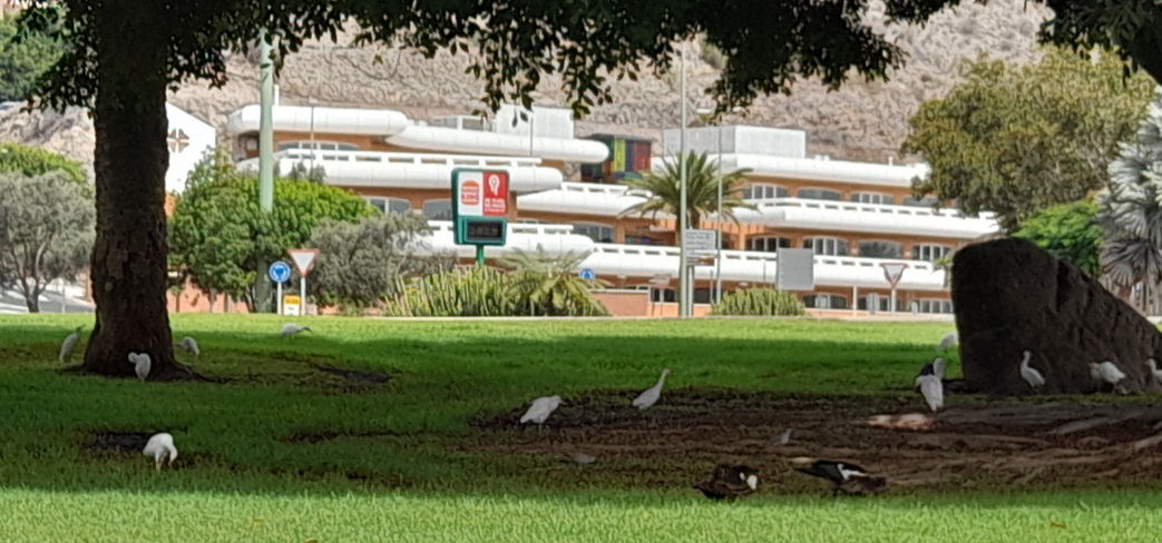 Patos y garzas en San Fernando de Maspalomas, por Juan de la Cruz