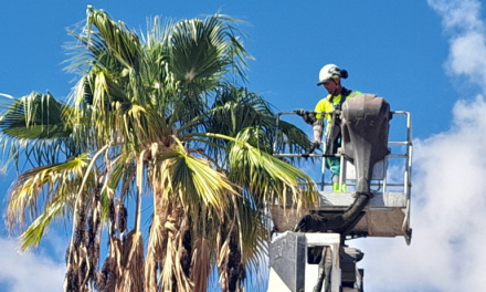 Previsión municipal o casualidad: Poda y limpieza de palmeras en la Avenida Touroperador Neckermann