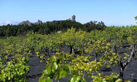 La Ruta del Vino de Gran Canaria renueva la certificación de ACEVIN