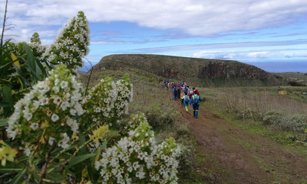 «San Bartolomé Camina» se inicia el 28 de octubre con la caminata de Corvo a Moya, pasando por Los Tilos