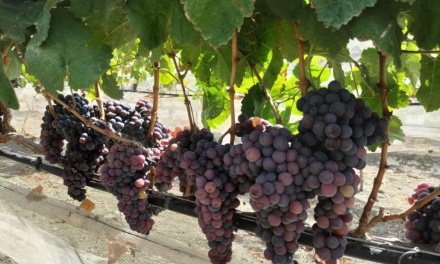 Finaliza la vendimia en Gran Canaria tras cuatro meses de recogida de uva