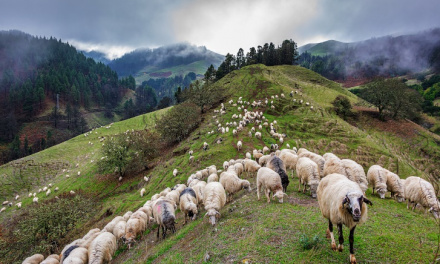 Gran Canaria continúa perdiendo pastores trashumantes y ya solo tiene 30