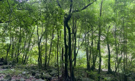 Un nuevo Plan Forestal para una Canarias Verde