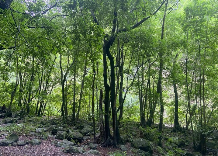 Un nuevo Plan Forestal para una Canarias Verde