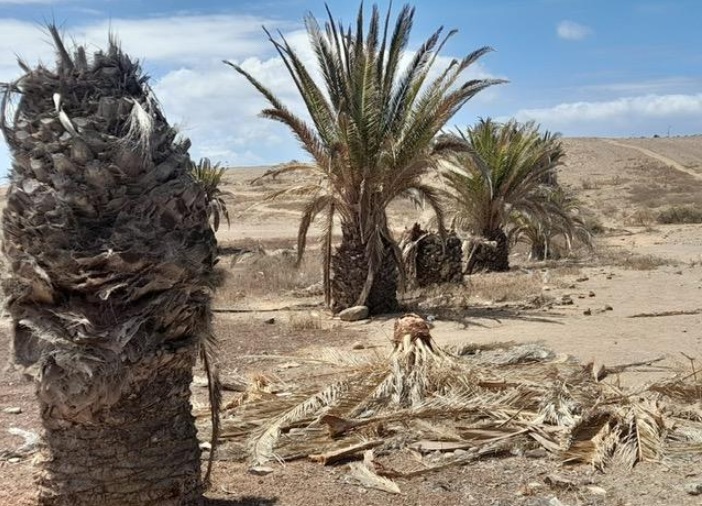 La mala imagen de la calle Mar Cantábrico: De paso turístico, entre palmeras secas y numerosos terrenos descuidados