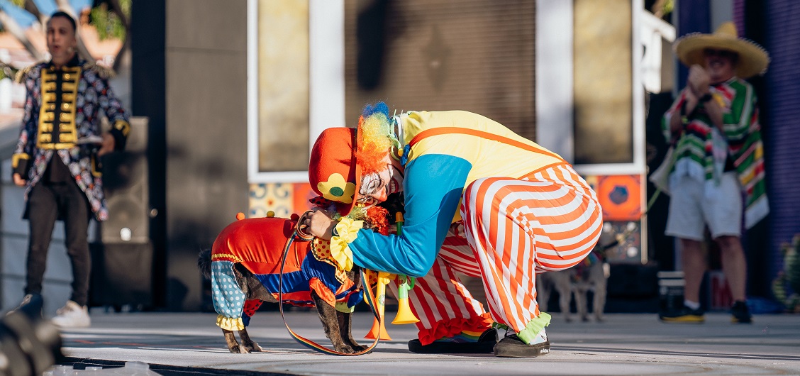 «Niña» vuelve a ganar el Carnaval Canino de Maspalomas