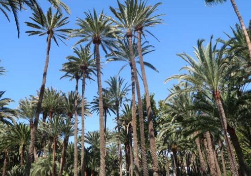 El Consorcio Maspalomas y Tragsa planifican la restauración paisajística del Oasis Palmeral y accesos