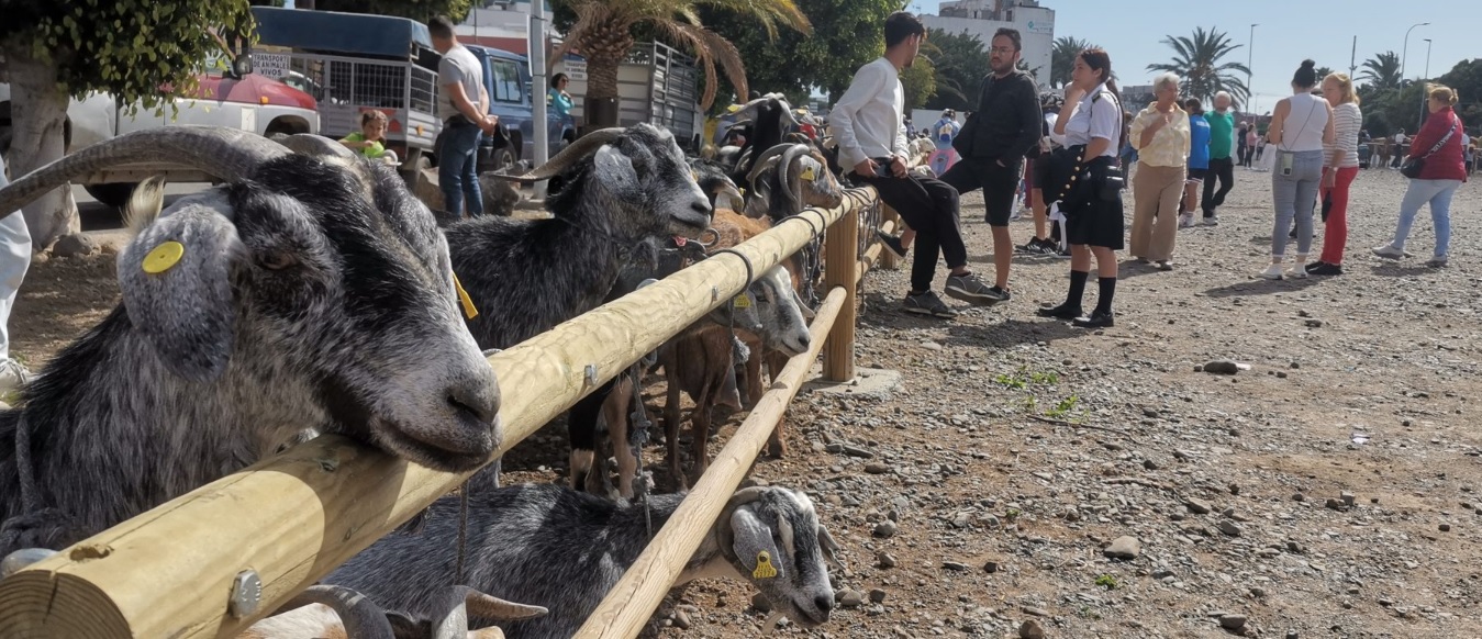Más de 200 animales en la Feria de Ganado del Cruce de Arinaga