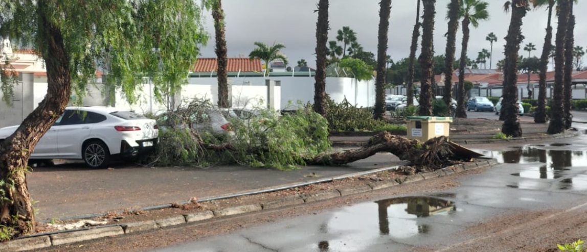 La borrasca «Claudia» deja árboles caídos, alcantarillas tapadas y charcos en calles en Maspalomas