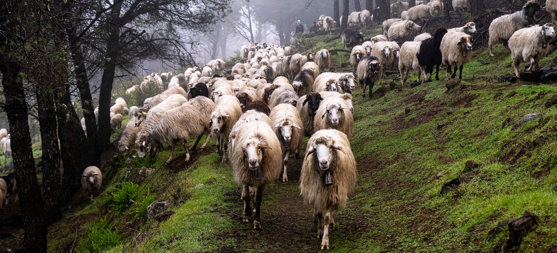 Belén y José Francisco Mendoza ponen rostro al futuro de la trashumancia en Gran Canaria